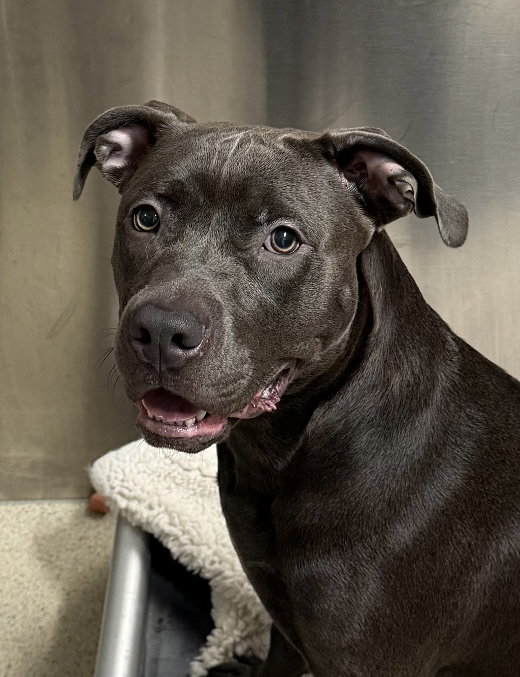 Shelter Stray Female Dog last seen Near Ajax Drive, MADISON HEIGHTS, MI, 48071, 1200 N Telegraph Building 42E, Pontiac, MI 48340, USA