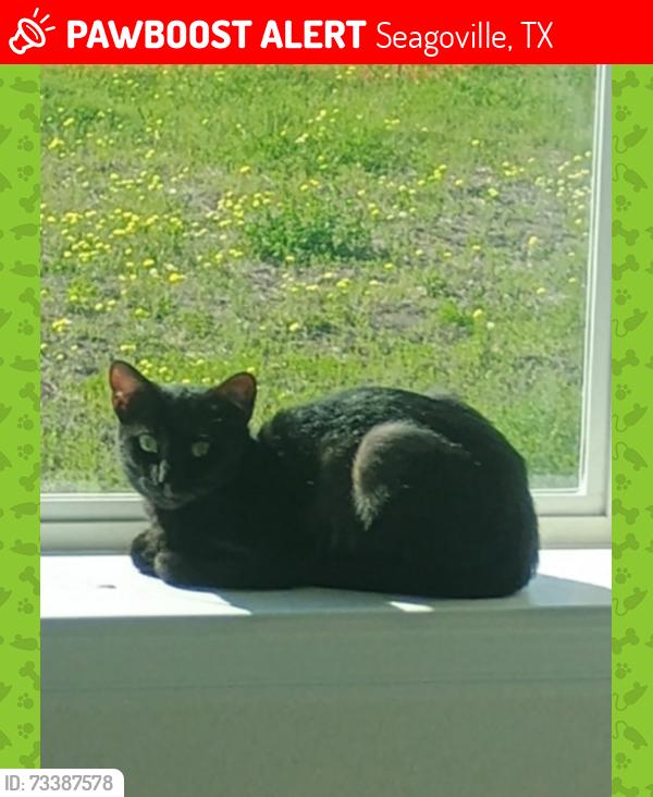 Lost Female Cat last seen Burton Dr Seagoville, Seagoville, TX 75159