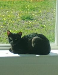 Lost Female Cat last seen Burton Dr Seagoville, Seagoville, TX 75159