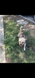 Reunited Male Dog last seen S Ford Blvd, East Los Angeles, CA 90022, USA, East Los Angeles, CA 90022