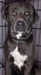 Shelter Stray Male Dog last seen Near Alvin Street, San Diego, CA, 92114, El Cajon, CA 92020, USA