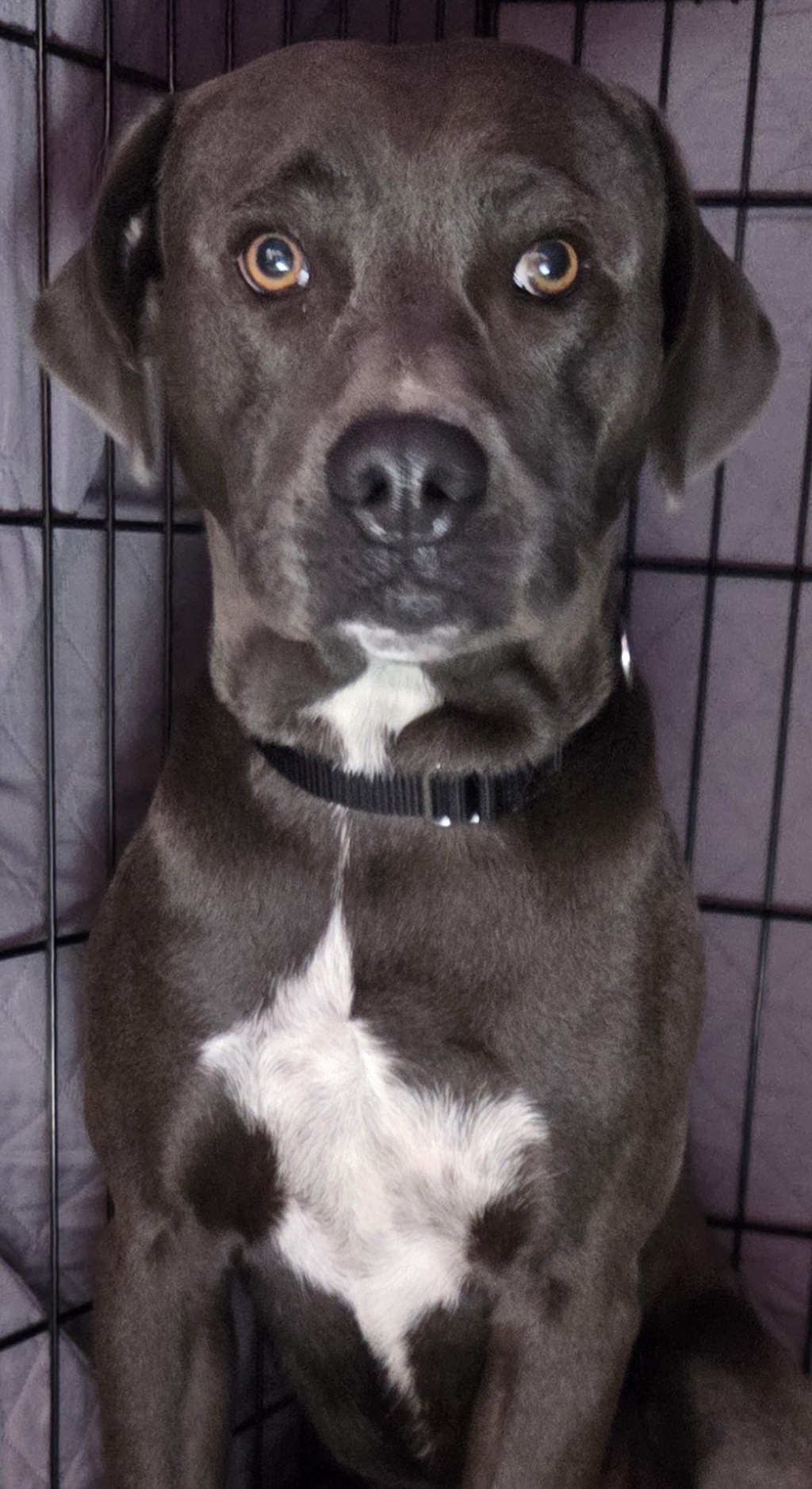 Shelter Stray Male Dog last seen Near Alvin Street, San Diego, CA, 92114, El Cajon, CA 92020, USA