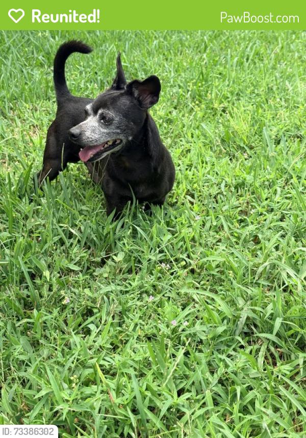 Reunited Male Dog last seen Lakehurst, Port St. Lucie, FL 34983
