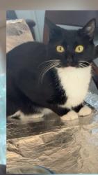 Reunited Female Cat last seen Mauzy sq, Marshall, VA 20115