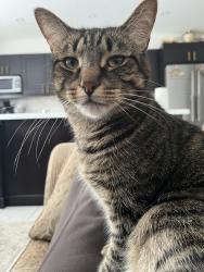 Lost Male Cat last seen Saratoga Way, Mississauga ON, Mississauga, ON 