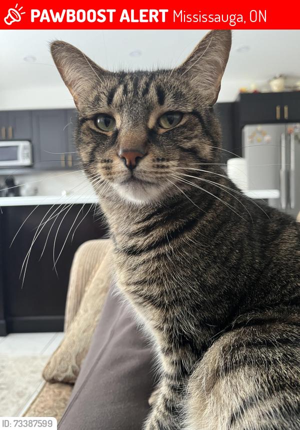 Lost Male Cat last seen Saratoga Way, Mississauga ON, Mississauga, ON 