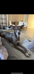 Lost Male Dog last seen Plumb elementary, Clearwater, FL 33764
