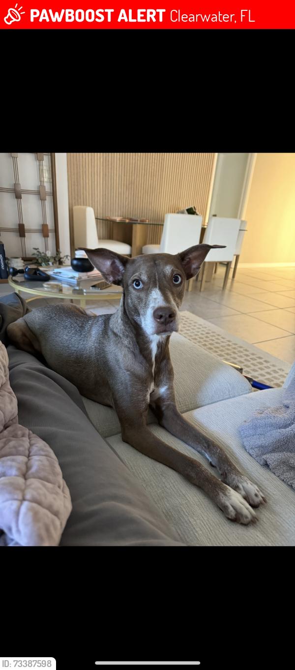 Lost Male Dog last seen Plumb elementary, Clearwater, FL 33764