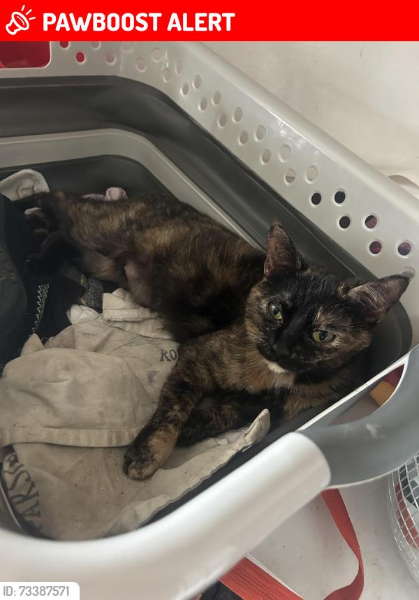 Lost Female Cat last seen New Addington, Greater London, England BR2 6AR