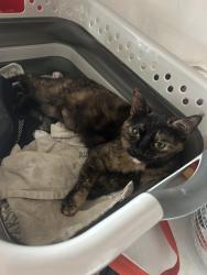 Lost Female Cat last seen New Addington, Greater London, England BR2 6AR