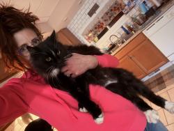 Lost Unknown Cat last seen Theodore, Scranton, PA 18508