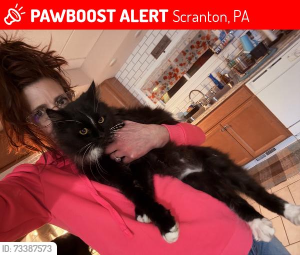 Lost Unknown Cat last seen Theodore, Scranton, PA 18508