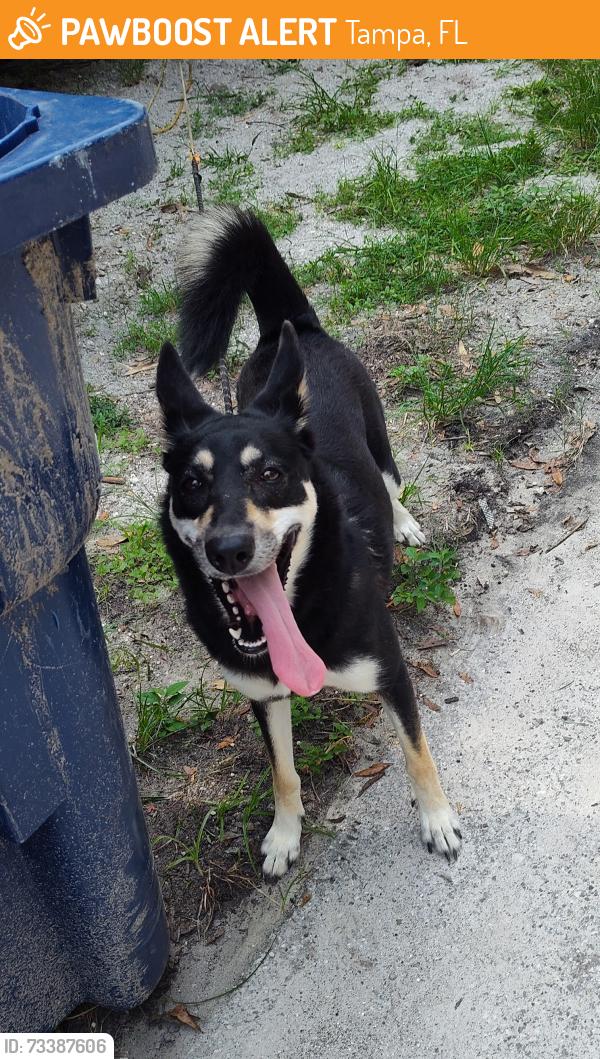 Found/Stray Unknown Dog last seen N.13 st. Sulphur springs Florida, Tampa, FL 33604