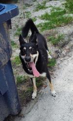 Found/Stray Unknown Dog last seen N.13 st. Sulphur springs Florida, Tampa, FL 33604