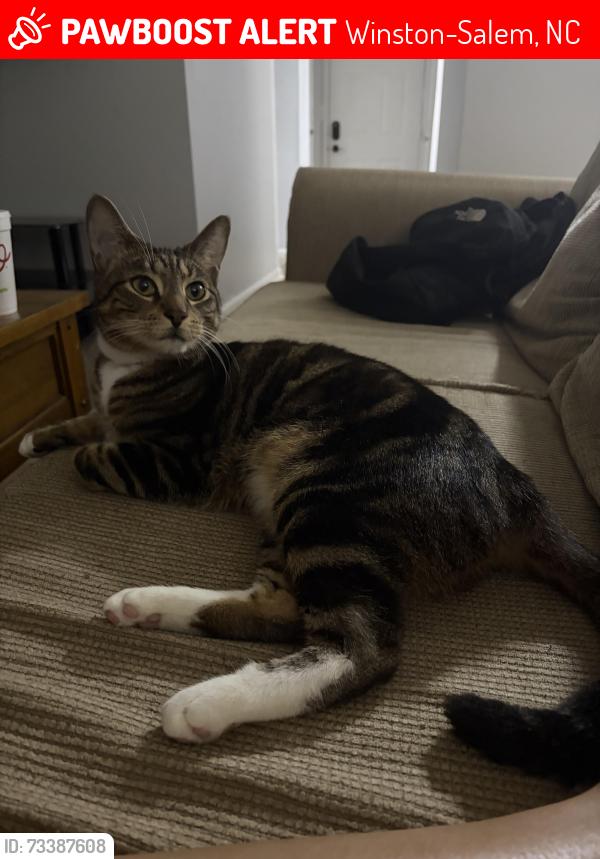 Lost Male Cat last seen Near apmts, Winston-Salem, NC 27106