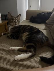 Lost Male Cat last seen Near apmts, Winston-Salem, NC 27106
