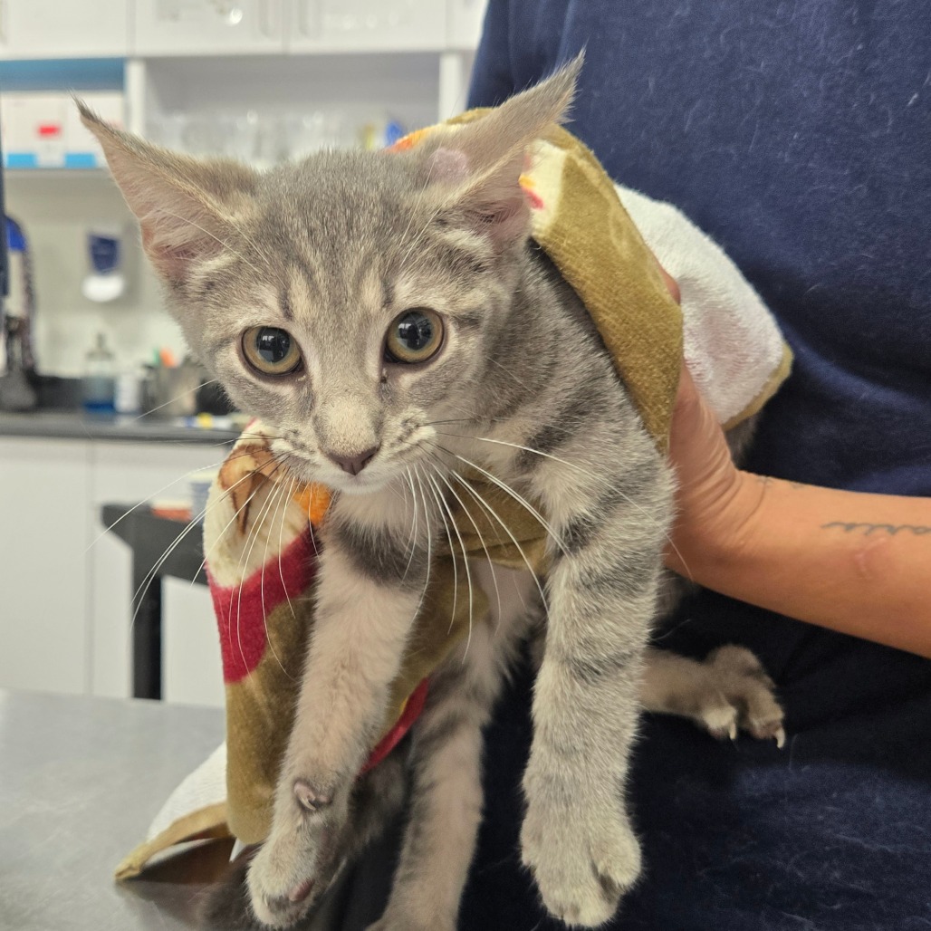 Shelter Stray Female Cat last seen , 124 Evergreen Ave, Newark, NJ 07114, USA