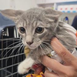 Shelter Stray Male Cat last seen , 124 Evergreen Ave, Newark, NJ 07114, USA