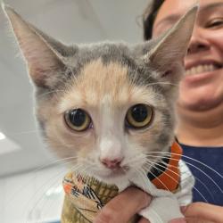 Shelter Stray Female Cat last seen , 124 Evergreen Ave, Newark, NJ 07114, USA