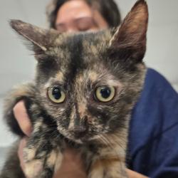 Shelter Stray Female Cat last seen , 124 Evergreen Ave, Newark, NJ 07114, USA