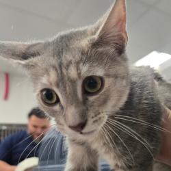 Shelter Stray Female Cat last seen , 124 Evergreen Ave, Newark, NJ 07114, USA