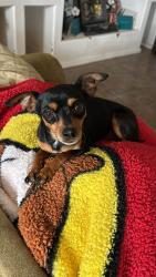 Lost Female Dog last seen Ocotillo, Sunland Park, NM 88063
