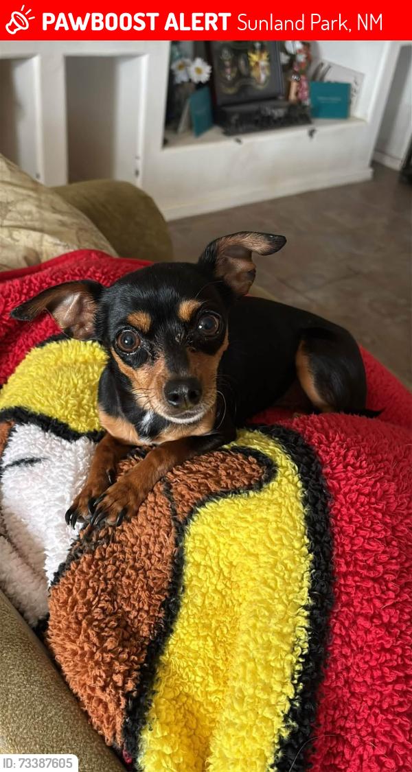 Lost Female Dog last seen Ocotillo, Sunland Park, NM 88063