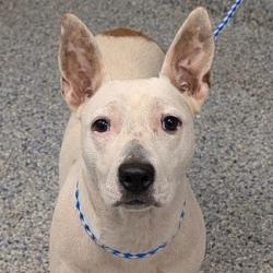 Shelter Stray Female Dog last seen , 328 Furman Hall Rd, Greenville, SC 29609, USA