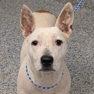 Shelter Stray Female Dog last seen , 328 Furman Hall Rd, Greenville, SC 29609, USA