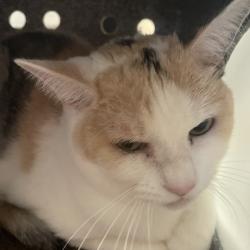 Shelter Stray Female Cat last seen , 361 S Raymond Ave, Pasadena, CA 91105, USA