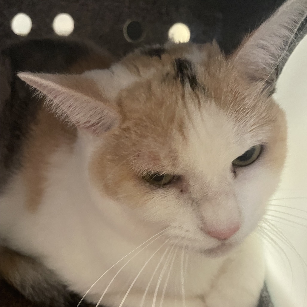Shelter Stray Female Cat last seen , 361 S Raymond Ave, Pasadena, CA 91105, USA