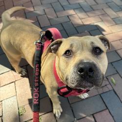 Shelter Stray Female Dog last seen , Animal Care & Control Team of Philly, 111 W Hunting Park Ave, Philadelphia, PA 19140, USA