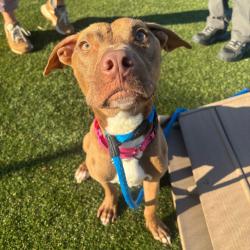 Shelter Stray Male Dog last seen , Animal Care & Control Team of Philly, 111 W Hunting Park Ave, Philadelphia, PA 19140, USA