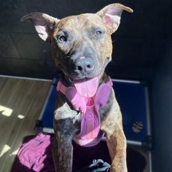 Shelter Stray Male Dog last seen , Animal Care & Control Team of Philly, 111 W Hunting Park Ave, Philadelphia, PA 19140, USA