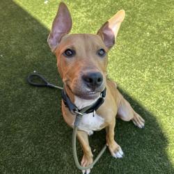 Shelter Stray Male Dog last seen , Animal Care & Control Team of Philly, 111 W Hunting Park Ave, Philadelphia, PA 19140, USA