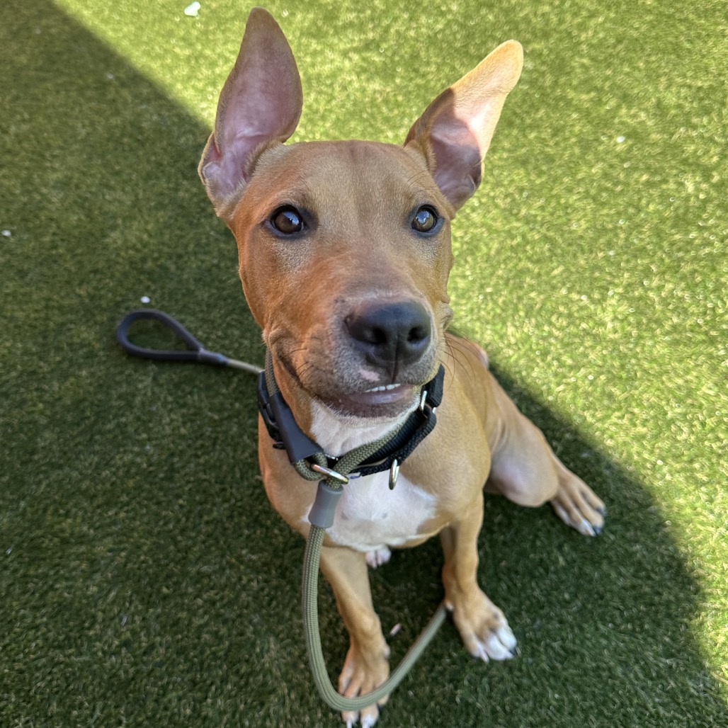 Shelter Stray Male Dog last seen , Animal Care & Control Team of Philly, 111 W Hunting Park Ave, Philadelphia, PA 19140, USA