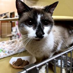 Shelter Stray Female Cat last seen , Animal Care & Control Team of Philly, 111 W Hunting Park Ave, Philadelphia, PA 19140, USA