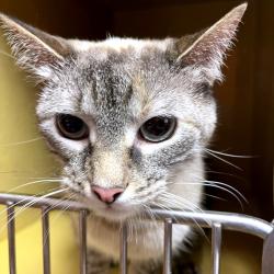 Shelter Stray Female Cat last seen , Animal Care & Control Team of Philly, 111 W Hunting Park Ave, Philadelphia, PA 19140, USA