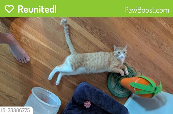Reunited Male Cat last seen Chandler and Cahuenga, Los Angeles, CA 91601