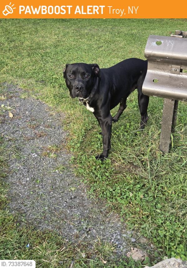 Found/Stray Male Dog last seen Poestenkill Gorge Dam park, Troy, NY 12180
