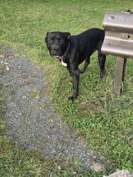 Found/Stray Male Dog last seen Poestenkill Gorge Dam park, Troy, NY 12180