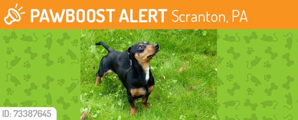 Found/Stray Unknown Dog last seen Charles Sumner Elementary West Scranton, Scranton, PA 18504