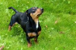 Found/Stray Unknown Dog last seen Charles Sumner Elementary West Scranton, Scranton, PA 18504