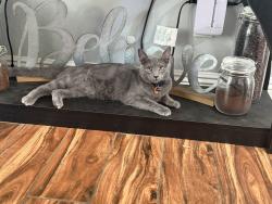 Lost Male Cat last seen The Stonegate community, Palmdale, CA 93551