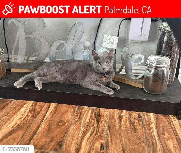 Lost Male Cat last seen The Stonegate community, Palmdale, CA 93551