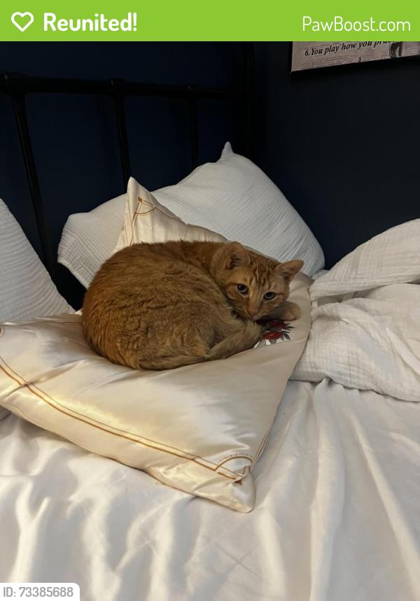 Reunited Male Cat last seen Near Ridgecrest Dr., Alexandria, VA 22308