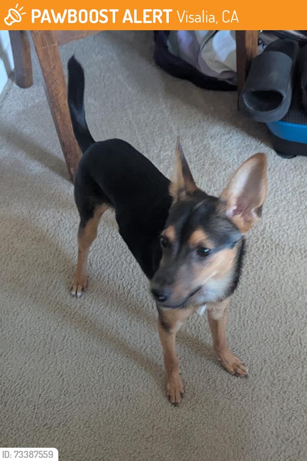 Found/Stray Male Dog last seen Chinowith and Visalia pkwy, Visalia, CA 93277