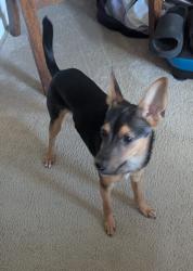 Found/Stray Male Dog last seen Chinowith and Visalia pkwy, Visalia, CA 93277