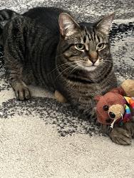 Lost Male Cat last seen Saratoga Way, Mississauga, ON 