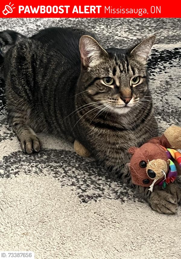 Lost Male Cat last seen Saratoga Way, Mississauga, ON 